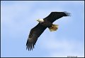 _0SB9736 american bald eagle